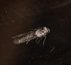 Blastobasis tanyptera