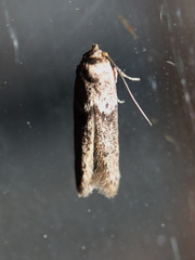 Blastobasis tanyptera