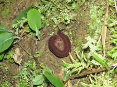 Macroperipatus torquatus