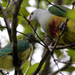 Lilac-crowned Fruit Dove - Photo (c) Joseph Brider, some rights reserved (CC BY-NC-ND), uploaded by Joseph Brider