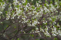 Enkianthus perulatus