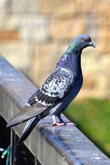 Columba livia