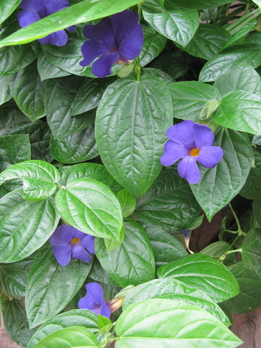Togo thunbergia (Thunbergia togoensis)