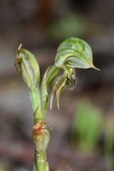 Pterostylis pusilla