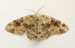 Callizzia certiorata