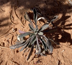 Eriogonum alatum