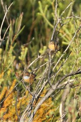 Stipiturus malachurus malachurus