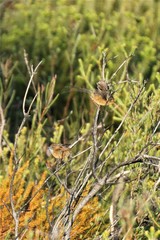 Stipiturus malachurus malachurus