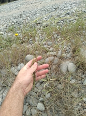 Microlaena stipoides stipoides