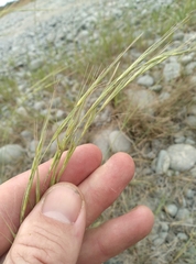 Microlaena stipoides stipoides