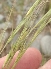 Microlaena stipoides stipoides