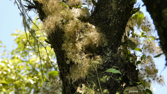Clematis bonariensis