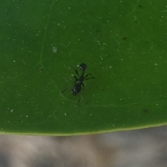 Tetramorium pacificum