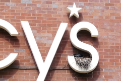 Corvus brachyrhynchos