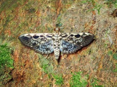 Rhimphaliodes macrostigma