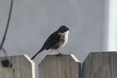 Zonotrichia leucophrys