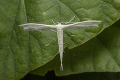 Pterophorus lacteipennis