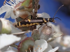 Chauliognathus fernshawensis