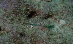 Fusigobius neophytus