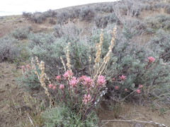 Castilleja angustifolia angustifolia