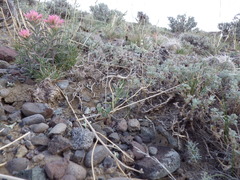 Castilleja angustifolia angustifolia