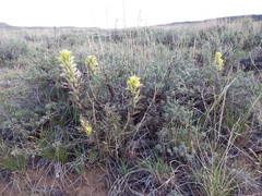 Castilleja angustifolia