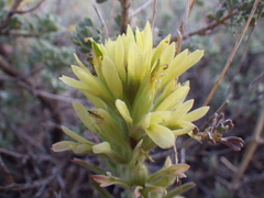 Castilleja angustifolia