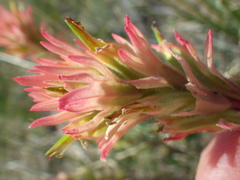 Castilleja angustifolia