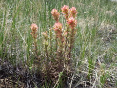 Castilleja angustifolia