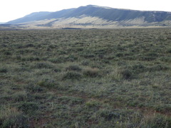 Castilleja angustifolia