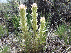 Castilleja angustifolia