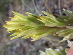 Castilleja angustifolia