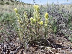 Castilleja angustifolia