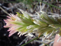 Castilleja angustifolia