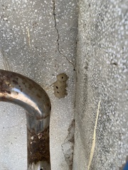 Sceliphron madraspatanum