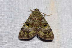 Glenopteris oculifera