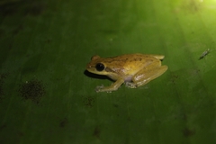 Chirixalus pantaiselatan