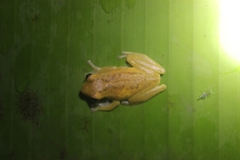 Chirixalus pantaiselatan