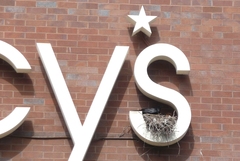 Corvus brachyrhynchos