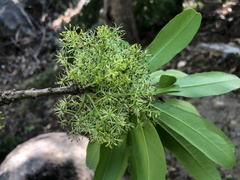 Forchhammeria pallida