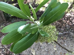 Forchhammeria pallida