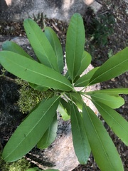 Forchhammeria pallida