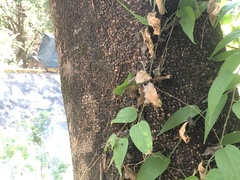 Forchhammeria pallida