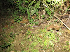 Oxyrhopus petolarius