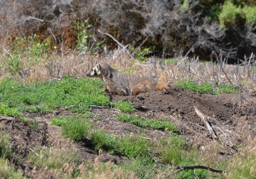 American Badger photographed in Oregon