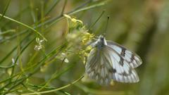 Pontia occidentalis