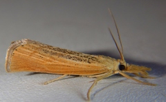Pediasia dorsipunctellus