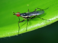 Glyphidops durus