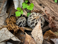 Morchella diminutiva