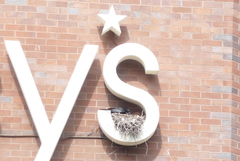 Corvus brachyrhynchos